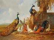 unknow artist Albertus Verhoesen: Peacocks and chickens oil painting reproduction